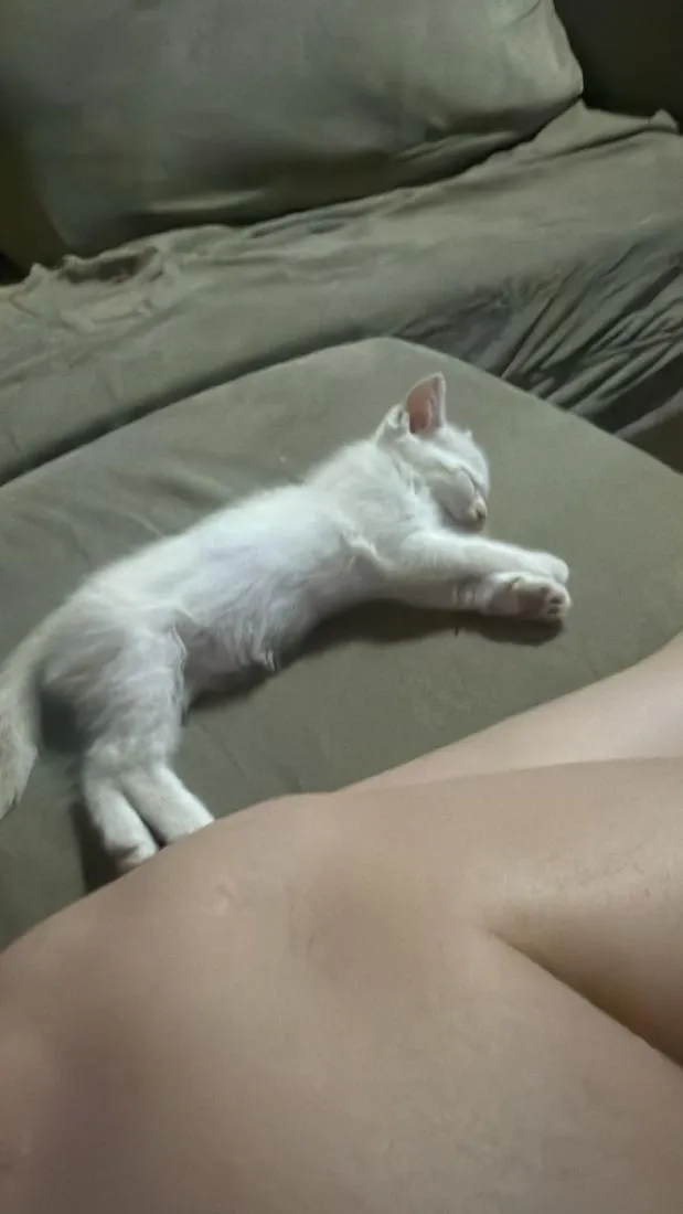 Gato raça SRD-ViraLata idade 2 a 6 meses nome nenem