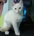 nenem