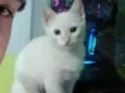nenem