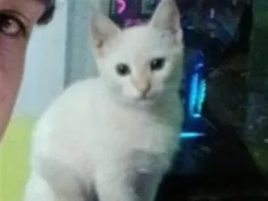 Gato raça SRD-ViraLata idade 2 a 6 meses nome nenem