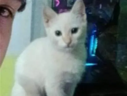 Gato raça SRD-ViraLata idade 2 a 6 meses nome nenem