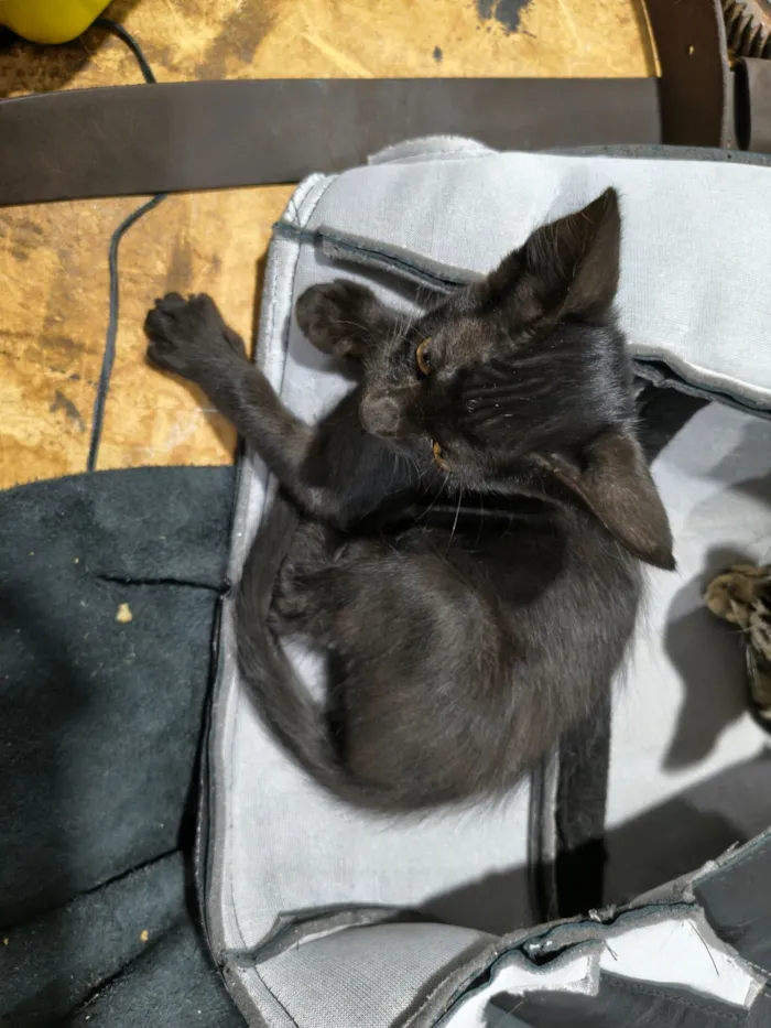 Gato raça SRD-ViraLata idade 2 a 6 meses nome Mussum e Belinha