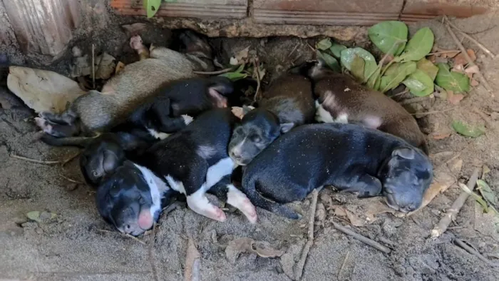 Cachorro raça SRD-ViraLata idade Abaixo de 2 meses nome nao tem nome específico 