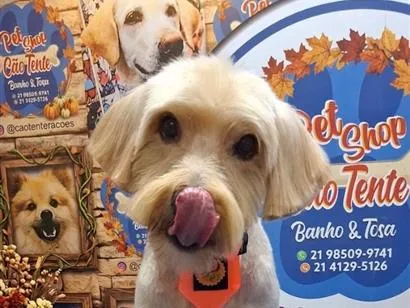 Cachorro raça Poodle idade 6 ou mais anos nome Fred