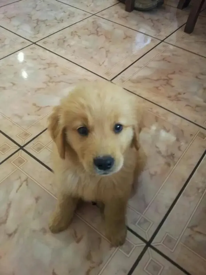 Cachorro raça Labrador idade 2 a 6 meses nome Billy