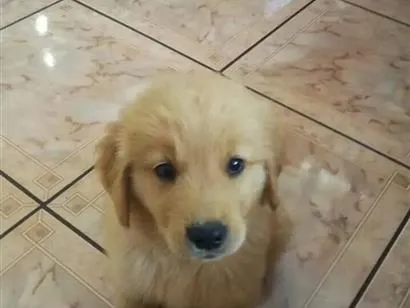 Cachorro raça Labrador idade 2 a 6 meses nome Billy