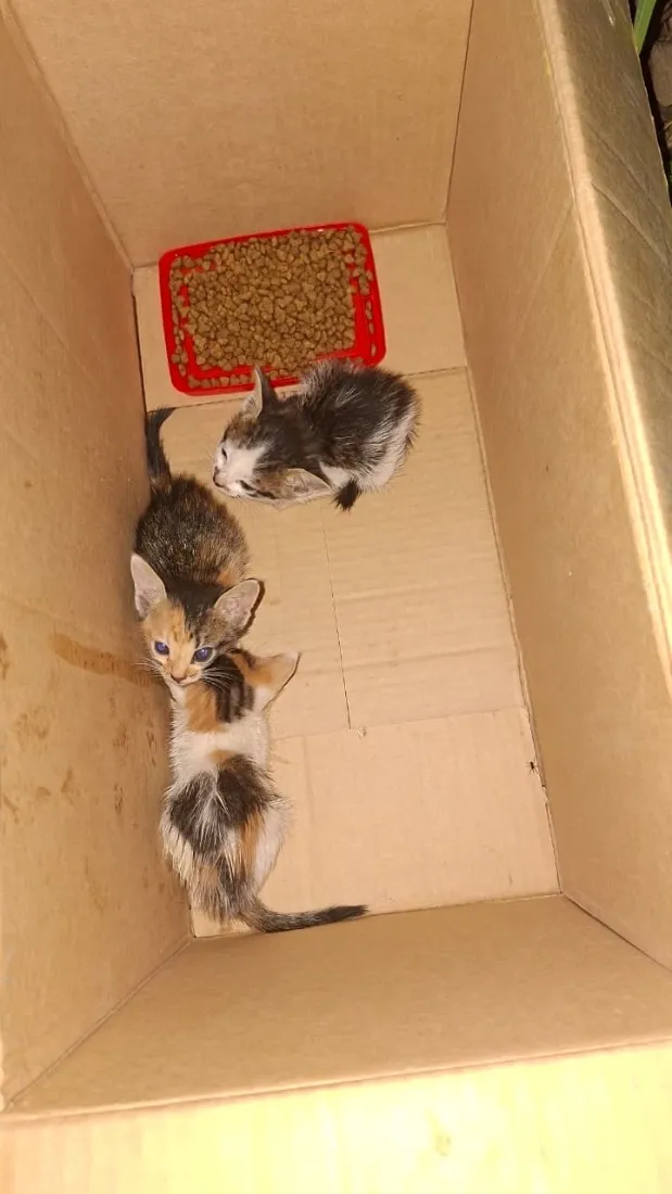 Gato raça SRD-ViraLata idade Abaixo de 2 meses nome Sem nome