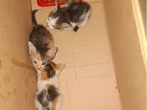 Gato raça SRD-ViraLata idade Abaixo de 2 meses nome Sem nome