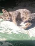 mel
