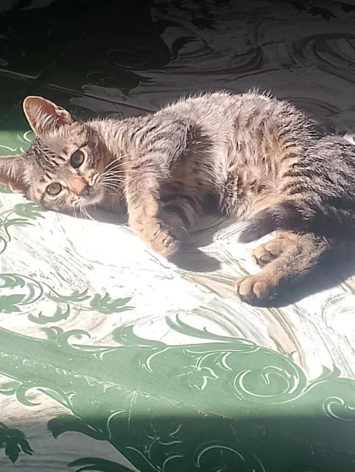 Gato raça SRD-ViraLata idade 2 a 6 meses nome mel