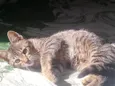 mel