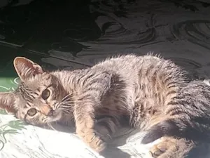 Gato raça SRD-ViraLata idade 2 a 6 meses nome mel