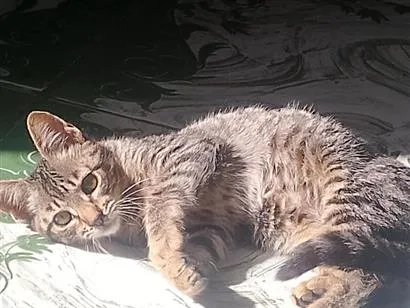 Gato raça SRD-ViraLata idade 2 a 6 meses nome mel