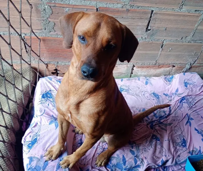 Cachorro raça SRD-ViraLata idade 1 ano nome Lucke