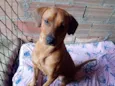 Lucke
