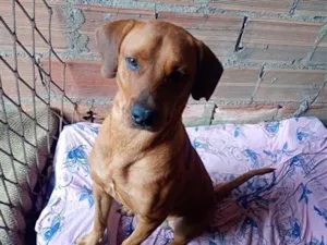 Cachorro raça SRD-ViraLata idade 1 ano nome Lucke