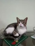 Tom