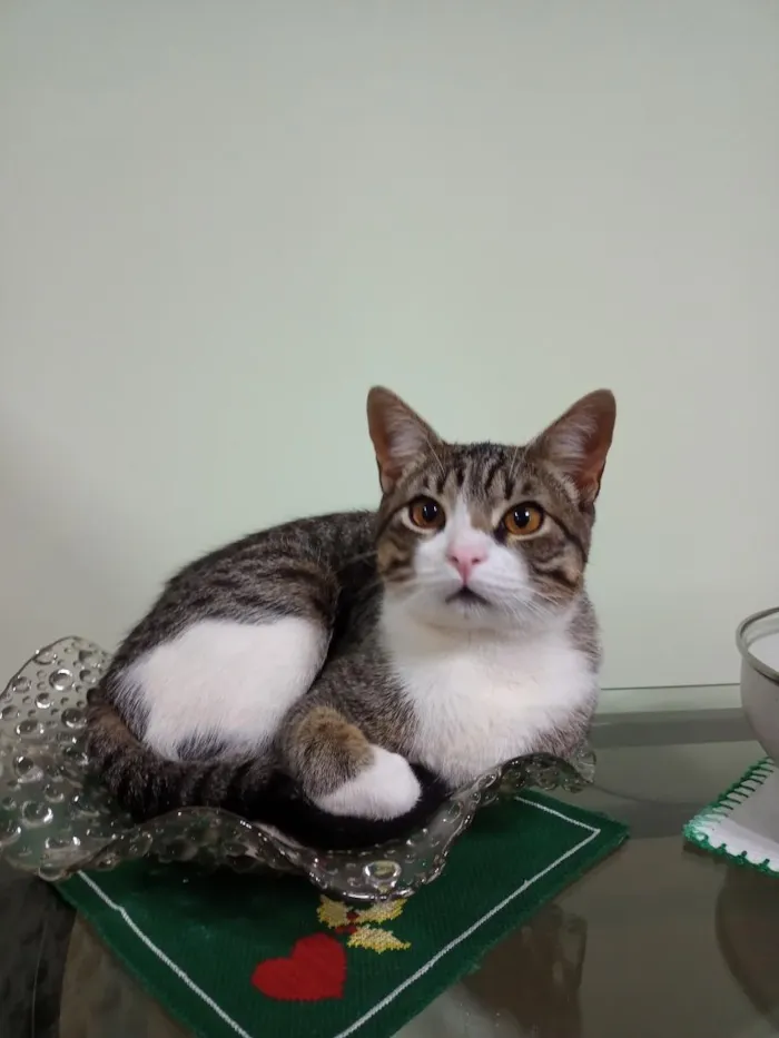 Gato raça SRD-ViraLata idade 7 a 11 meses nome Tom
