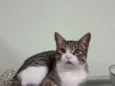 Tom