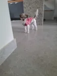 Mel