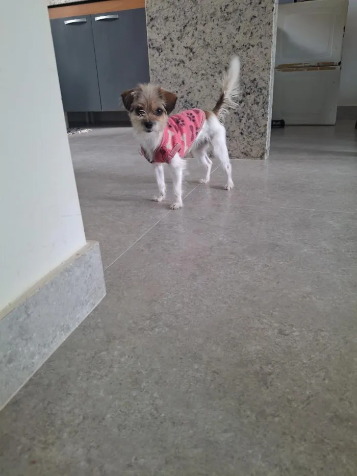 Cachorro raça SRD-ViraLata idade 1 ano nome Mel