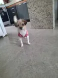 Mel