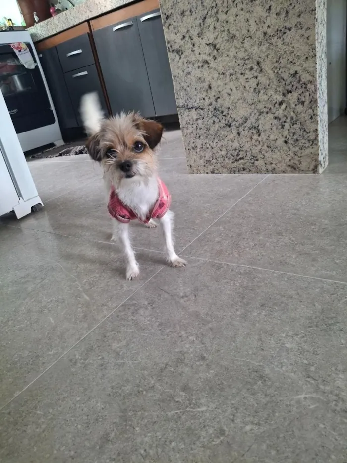 Cachorro raça SRD-ViraLata idade 1 ano nome Mel