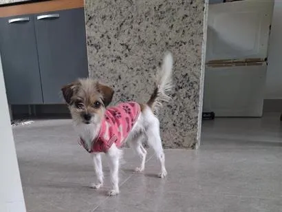 Cachorro raça SRD-ViraLata idade 1 ano nome Mel