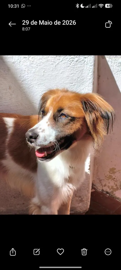 Cachorro raça SRD-ViraLata idade 1 ano nome Benício