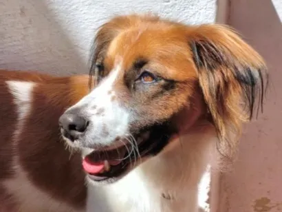 Cachorro raça SRD-ViraLata idade 1 ano nome Benício