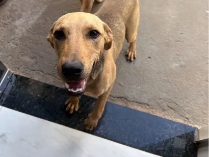 Cachorro raça SRD-ViraLata idade 7 a 11 meses nome Thor