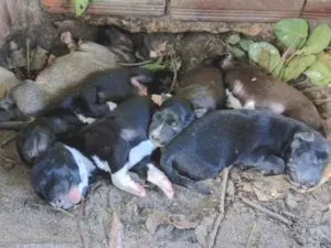 Cachorro raça SRD-ViraLata idade Abaixo de 2 meses nome nao tem nome específico 