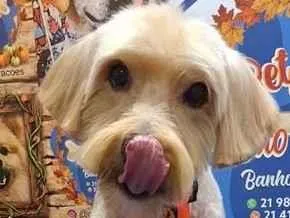 Cachorro raça Poodle idade 6 ou mais anos nome Fred
