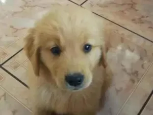 Cachorro raça Labrador idade 2 a 6 meses nome Billy