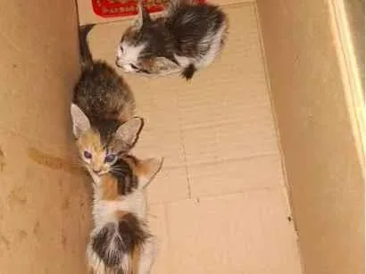 Gato raça SRD-ViraLata idade Abaixo de 2 meses nome Sem nome