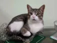 Tom