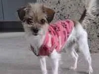 Cachorro raça SRD-ViraLata idade 1 ano nome Mel