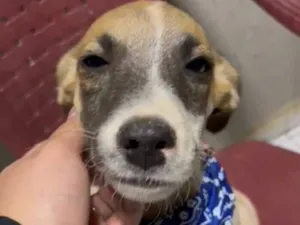Cachorro raça SRD-ViraLata idade 7 a 11 meses nome Minato