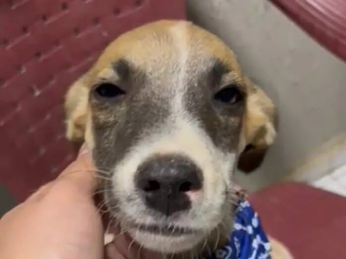 Cachorro raça SRD-ViraLata idade 7 a 11 meses nome Minato