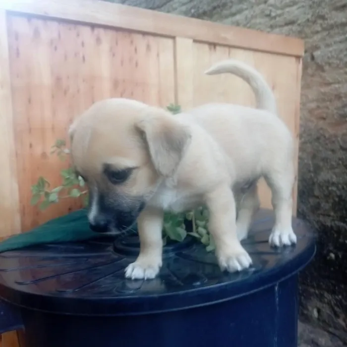 Cachorro raça Shitzu idade Abaixo de 2 meses nome Tutu