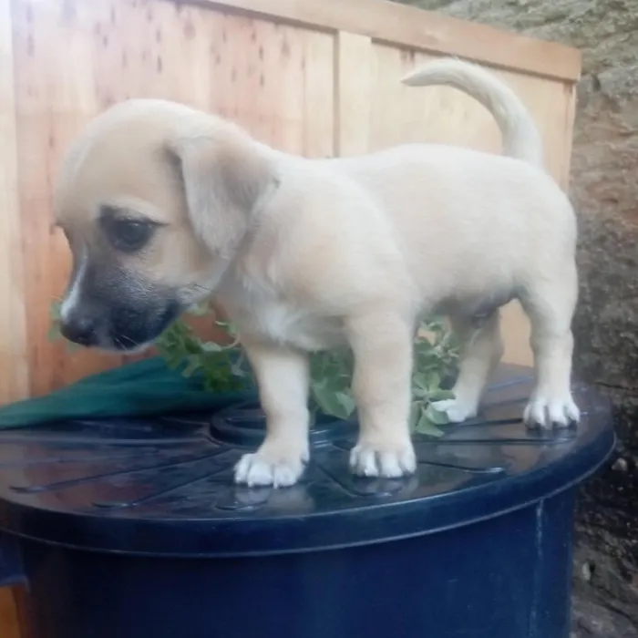 Cachorro raça Shitzu idade Abaixo de 2 meses nome Tutu