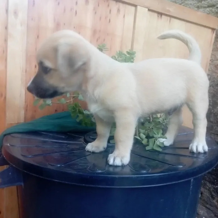 Cachorro raça Shitzu idade Abaixo de 2 meses nome Tutu