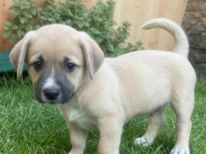 Cachorro raça Shitzu idade Abaixo de 2 meses nome Tutu