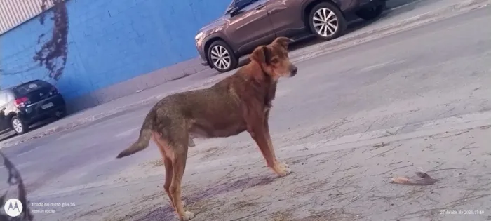 Cachorro raça SRD-ViraLata idade 6 ou mais anos nome Faísca