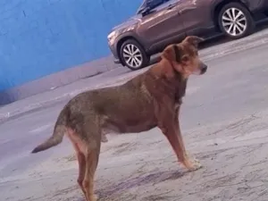 Cachorro raça SRD-ViraLata idade 6 ou mais anos nome Faísca