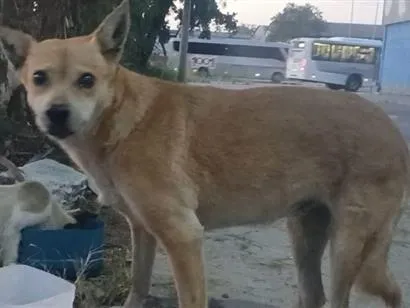Cachorro raça SRD-ViraLata idade 6 ou mais anos nome Princesa