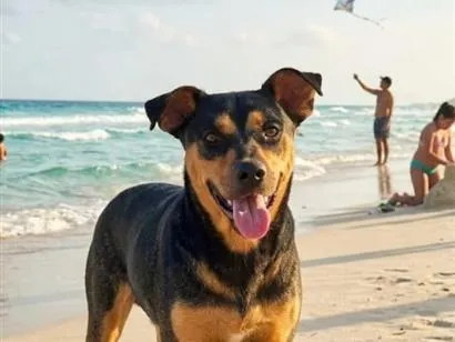Cachorro raça SRD-ViraLata idade 5 anos nome Boo