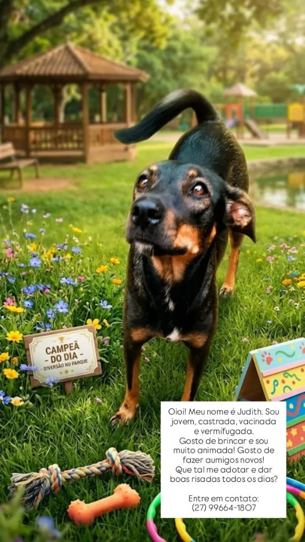 Cachorro raça SRD-ViraLata idade 4 anos nome Judith