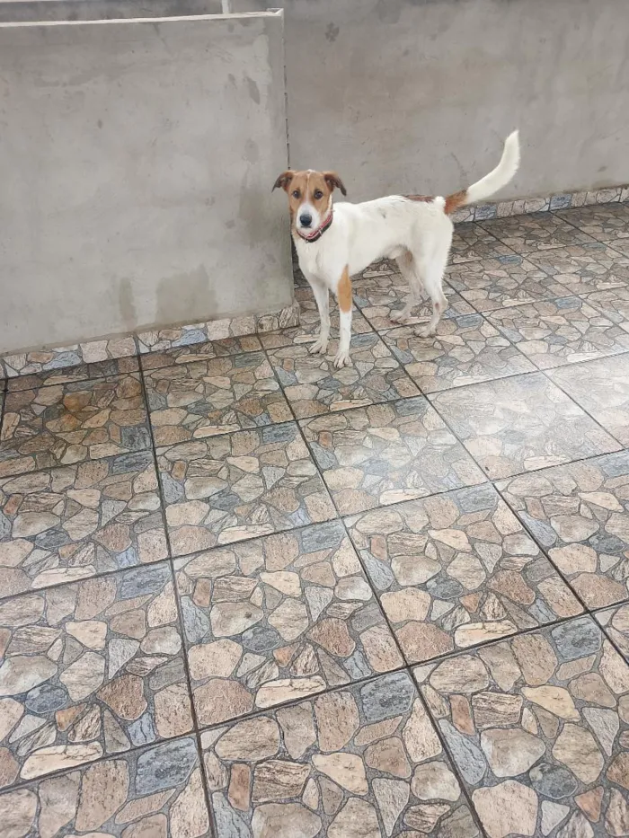 Cachorro raça SRD-ViraLata idade 2 anos nome Bolt 