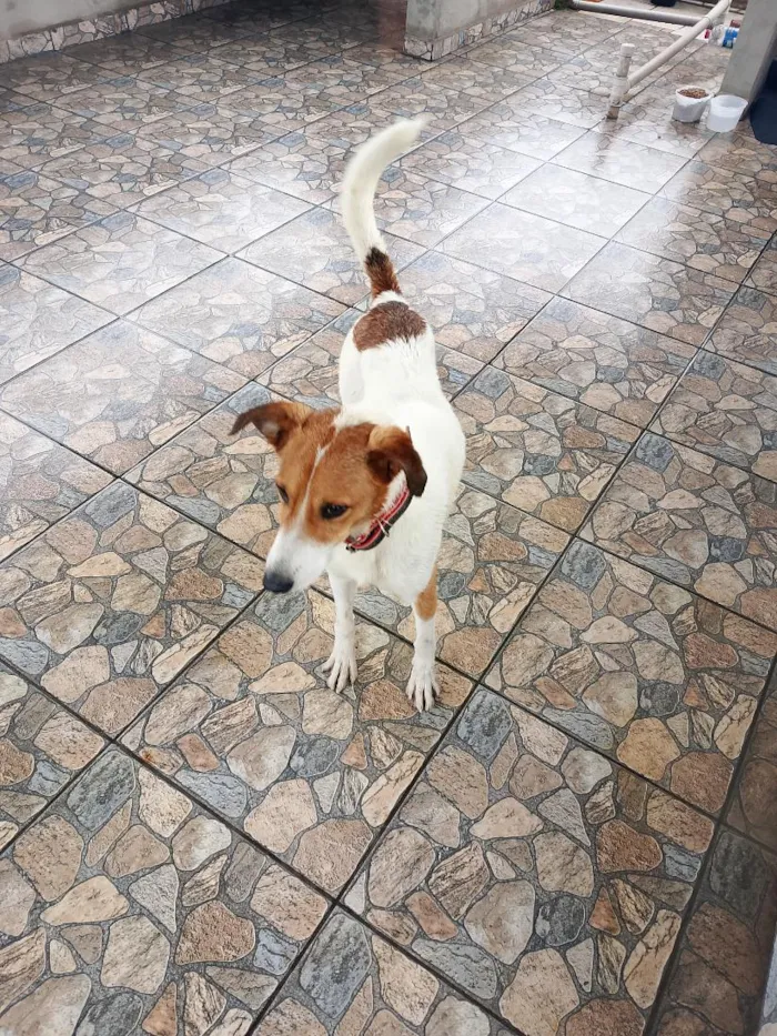 Cachorro raça SRD-ViraLata idade 2 anos nome Bolt 